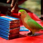 parrot astrology in bangalore