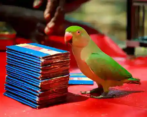 parrot astrology in Delhi